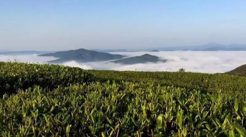 有关于中国开茶节，邀您品一杯福鼎白茶，聆听山海相拥之音的相关内容(1)