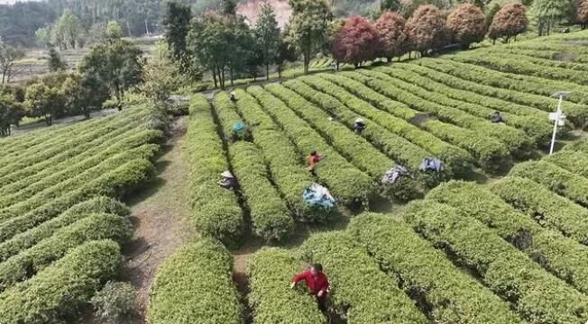 有关于蓝山百叠岭：不负好春光 春茶采摘忙的资讯