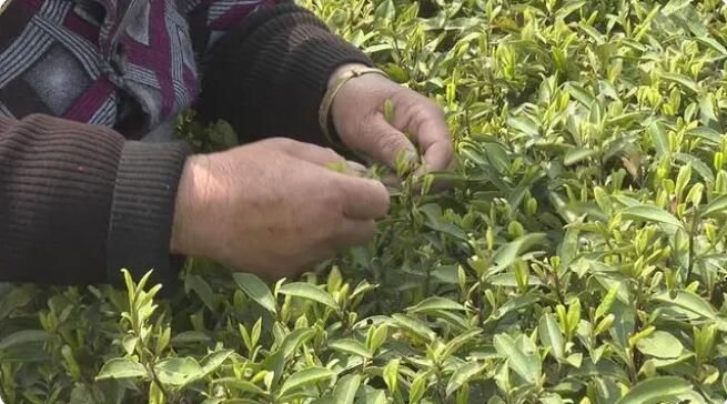 有关于蓝山百叠岭：不负好春光 春茶采摘忙的资讯(1)