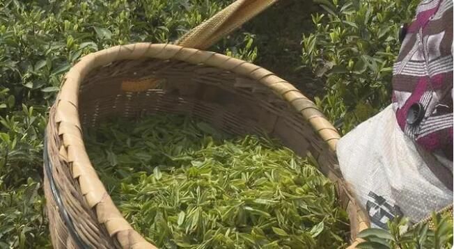 有关于蓝山百叠岭：不负好春光 春茶采摘忙的资讯(2)