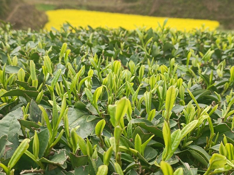 有关于2023年贵州茶产业技能培训（紫云站）举办的信息