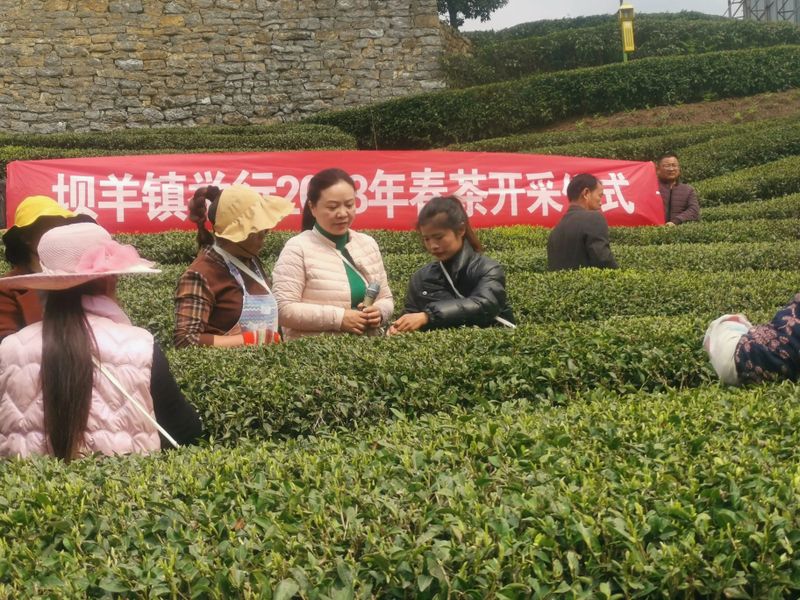 有关于2023年贵州茶产业技能培训（紫云站）举办的信息(1)