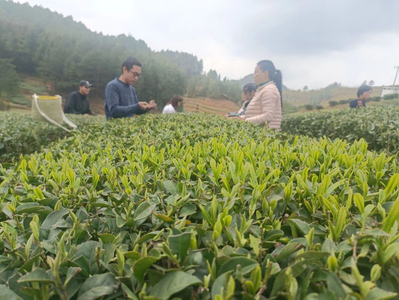 有关于2023年贵州茶产业技能培训（紫云站）举办的信息(2)