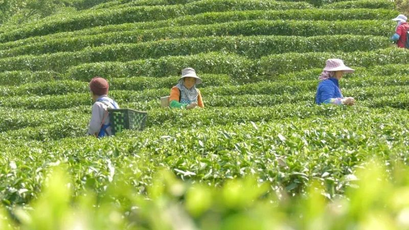 有关于2023年贵州茶产业技能培训（紫云站）举办的信息(7)