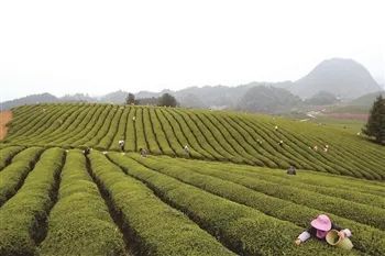 关于安顺市以茶产业高质量发展赋能乡村振兴的内容