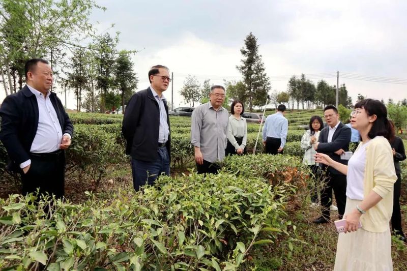 有关于胡海运到南雄调研茶叶产业发展情况的内容