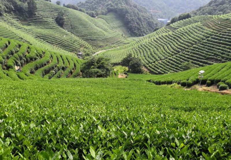 有关于2023年西湖龙井茶新茶上市价格的相关信息(2)