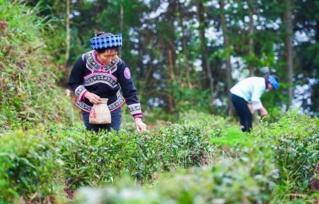 关于贵州望谟：紫茶种好“钱”景的资讯(1)