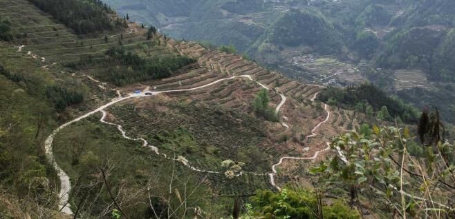 关于贵州望谟：紫茶种好“钱”景的资讯(2)