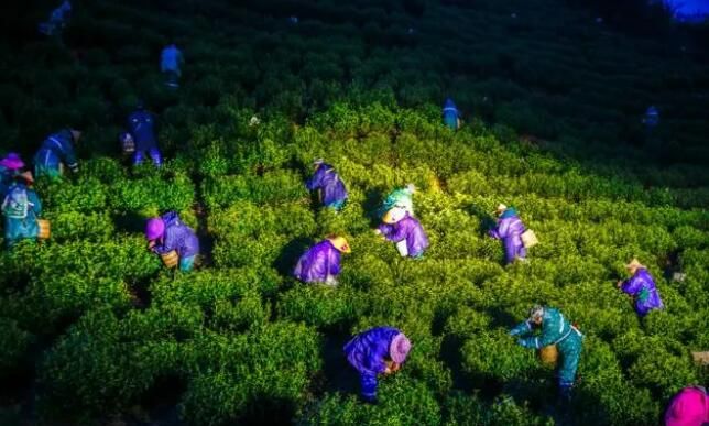 有关于300多名采茶工抢收千岛湖高山白茶的最新消息