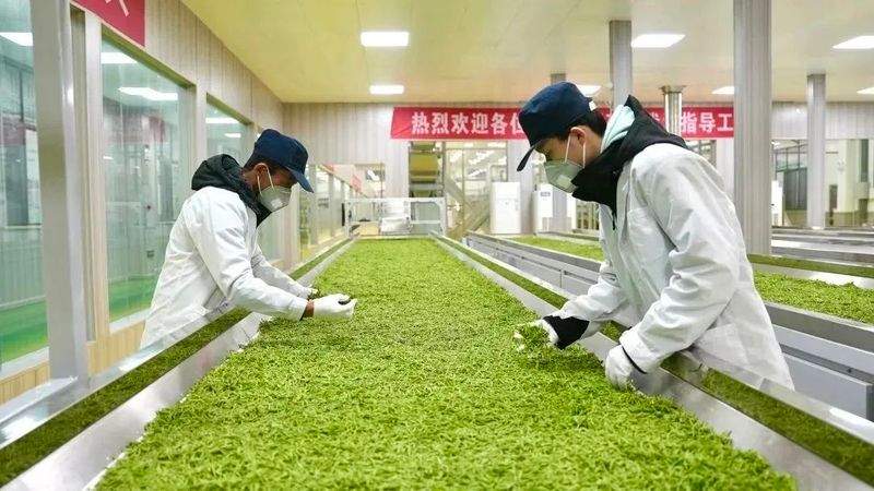 关于浮梁县农业开发有限公司有机茶园首次开园采摘的资讯(3)