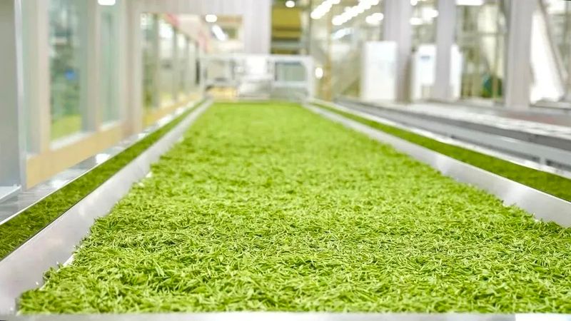 关于浮梁县农业开发有限公司有机茶园首次开园采摘的资讯(2)