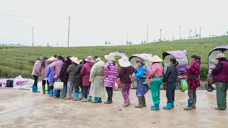 关于浮梁县农业开发有限公司有机茶园首次开园采摘的资讯(1)