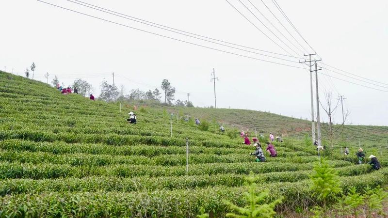 关于浮梁县农业开发有限公司有机茶园首次开园采摘的资讯
