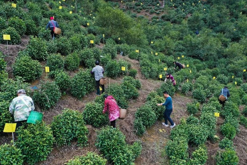 有关于春天里的第一口鲜！黄山毛峰全面开园采摘的消息