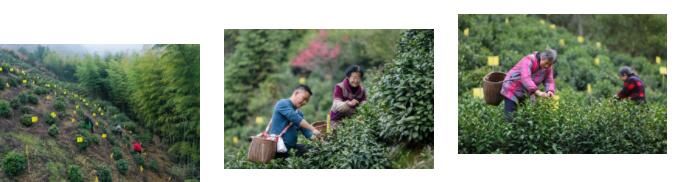 有关于春天里的第一口鲜！黄山毛峰全面开园采摘的消息(2)