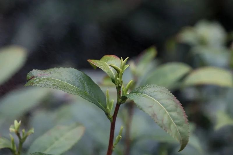 有关于春天里的第一口鲜！黄山毛峰全面开园采摘的消息(1)