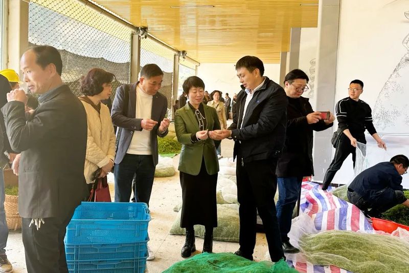 关于金丽云副主席调研茶产业发展情况的最新消息