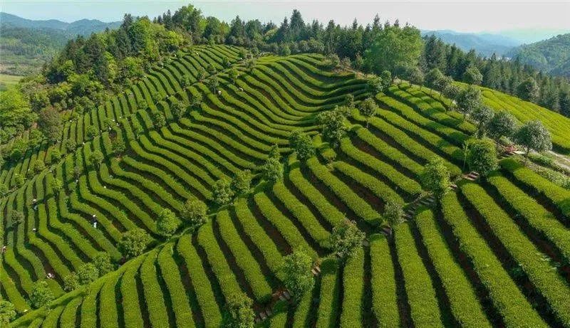 关于生态低碳茶评价技术规范和实施规则解读的新闻