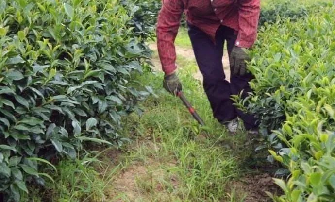 关于生态低碳茶评价技术规范和实施规则解读的新闻(1)