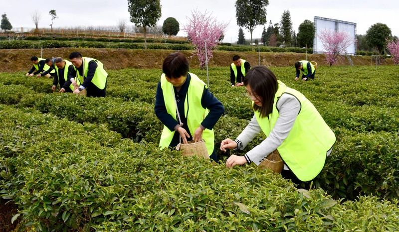 有关于贵州省第十五届茶博会凤冈活动暨“万人采茶”活动启动的新闻(2)