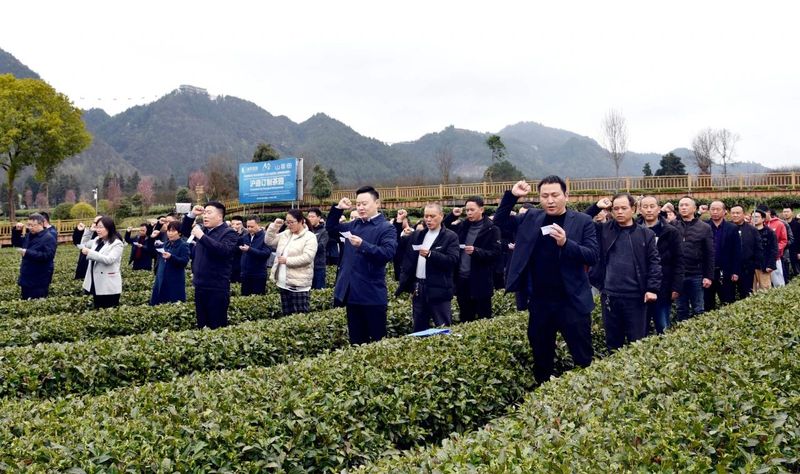 有关于贵州省第十五届茶博会凤冈活动暨“万人采茶”活动启动的新闻(1)