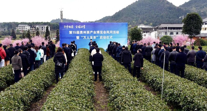 有关于贵州省第十五届茶博会凤冈活动暨“万人采茶”活动启动的新闻