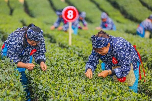 有关于巧手飞舞采茶忙 2023“永川秀芽”杯采茶大赛举行的消息(1)