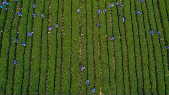 有关于巧手飞舞采茶忙 2023“永川秀芽”杯采茶大赛举行的消息(2)