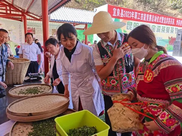 有关于云南茶叶所到宜良县开展助农增收行动的资讯(1)