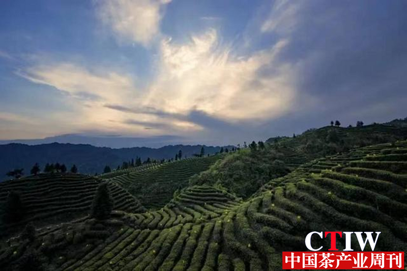 有关于宜宾区域公共品牌“屏山炒青”抱团走上茶产业高质量发展之路的信息