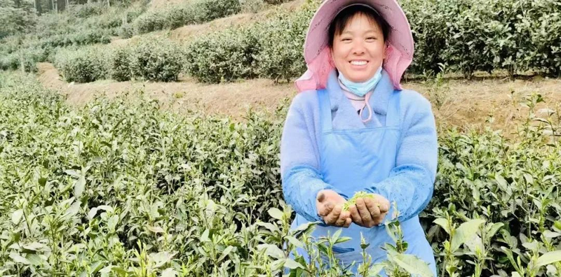 关于贵州银行金融活水助推茶产业发展的相关内容