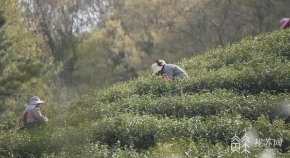 有关于又是一年品茗季 江苏春茶进入集中采摘期的新闻