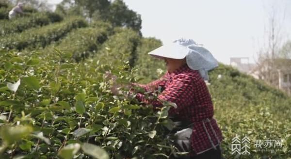 有关于又是一年品茗季 江苏春茶进入集中采摘期的新闻(1)