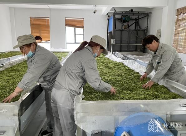 有关于又是一年品茗季 江苏春茶进入集中采摘期的新闻(3)