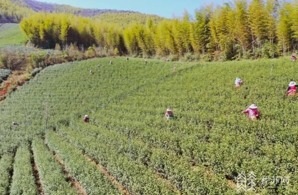有关于又是一年品茗季 江苏春茶进入集中采摘期的新闻(2)