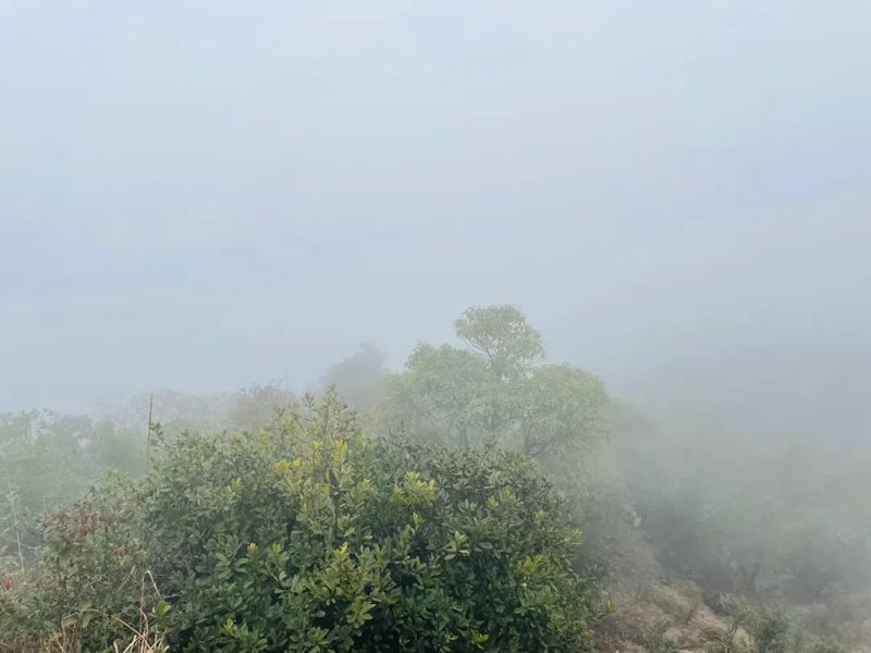 有关于文化赋能 科技助力 推动凤凰单丛茶产业高质量发展的相关内容(1)