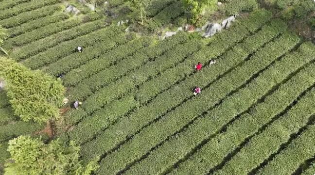 有关于铜仁德江：16．39万亩春茶全面开采的相关内容(1)