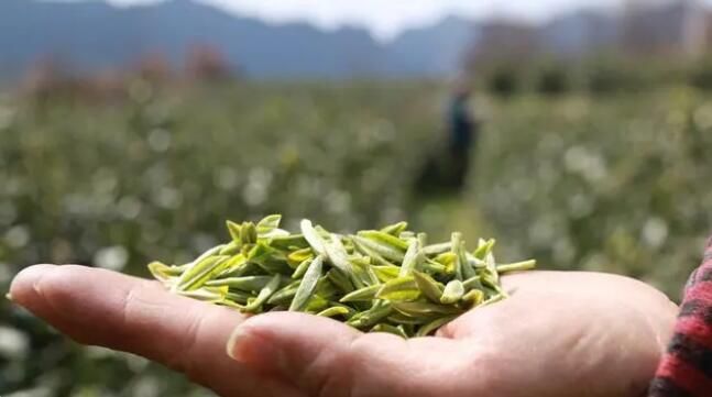 有关于铜仁德江:16.39万亩春茶全面开采的相关内容(2)