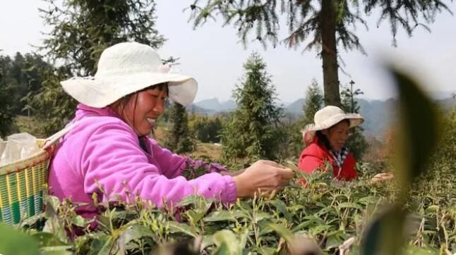 有关于铜仁德江：16．39万亩春茶全面开采的相关内容(3)