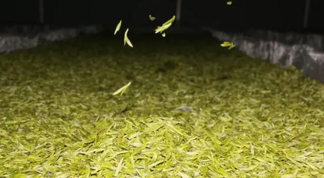 有关于铜仁德江：16．39万亩春茶全面开采的相关内容