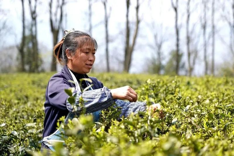 有关于纳雍：春茶开采助群众增收的最新消息(7)