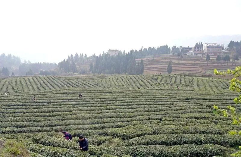 有关于纳雍：春茶开采助群众增收的最新消息