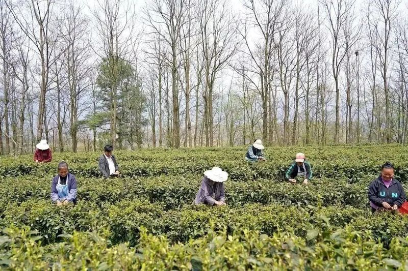 有关于纳雍：春茶开采助群众增收的最新消息(1)