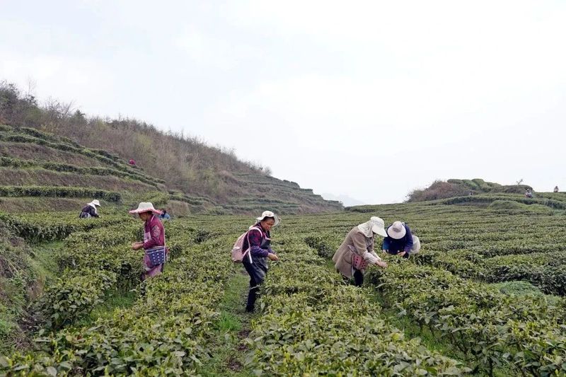 有关于纳雍：春茶开采助群众增收的最新消息(2)