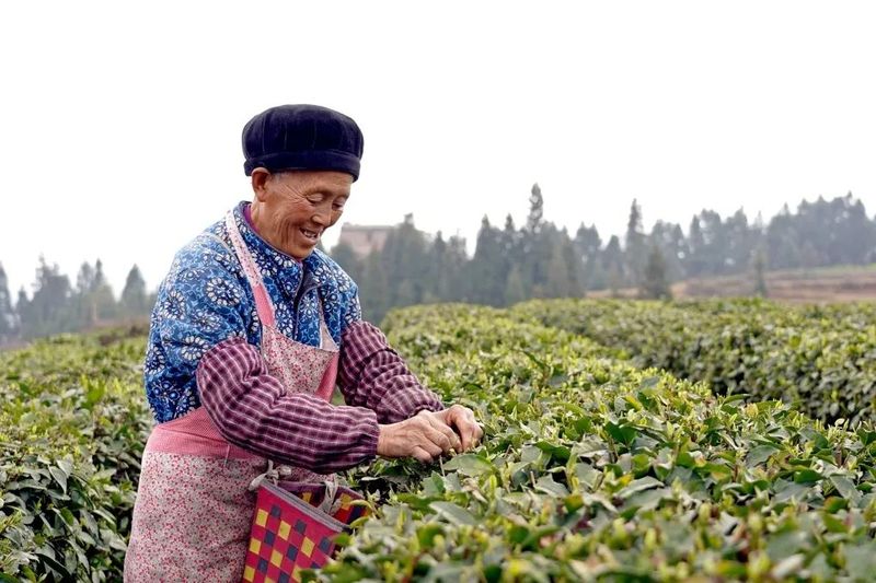 有关于纳雍：春茶开采助群众增收的最新消息(6)