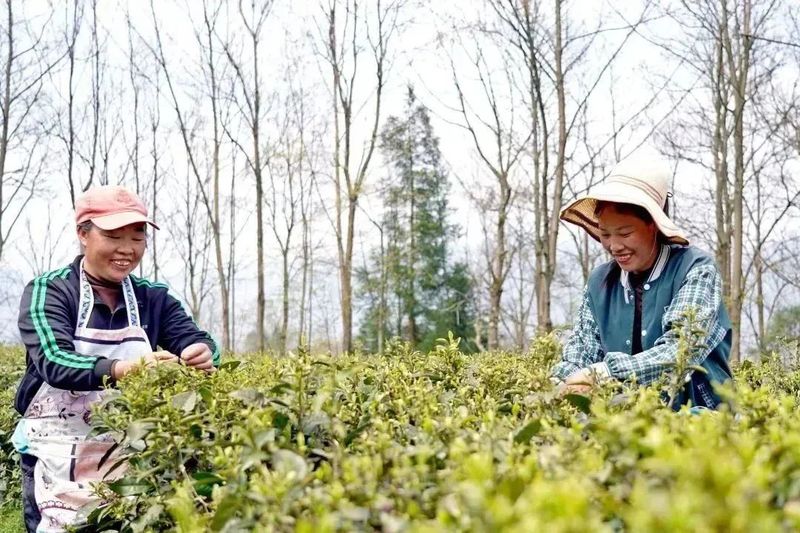 有关于纳雍：春茶开采助群众增收的最新消息(4)