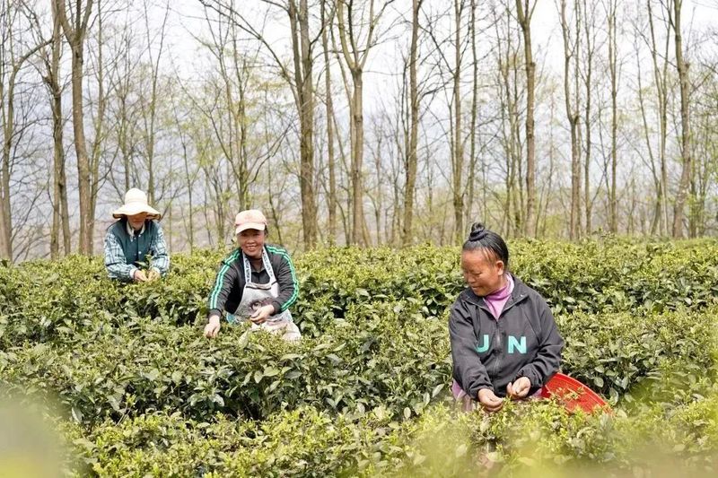 有关于纳雍：春茶开采助群众增收的最新消息(3)