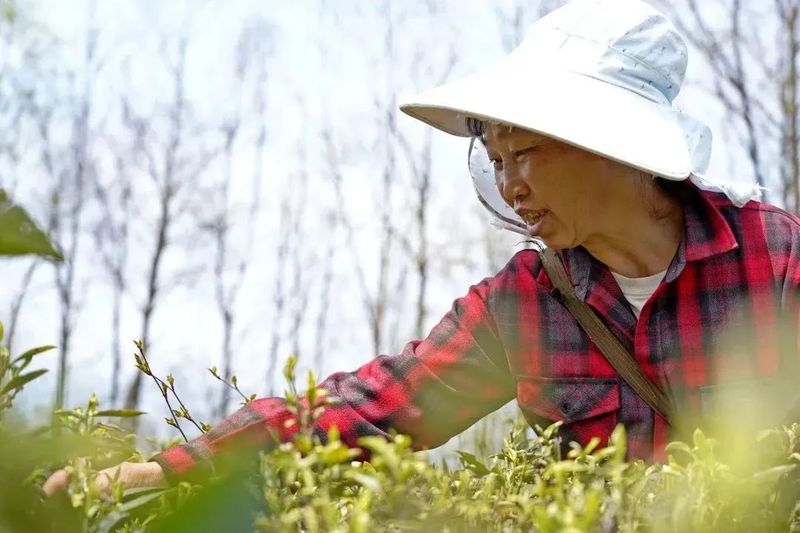 有关于纳雍：春茶开采助群众增收的最新消息(5)