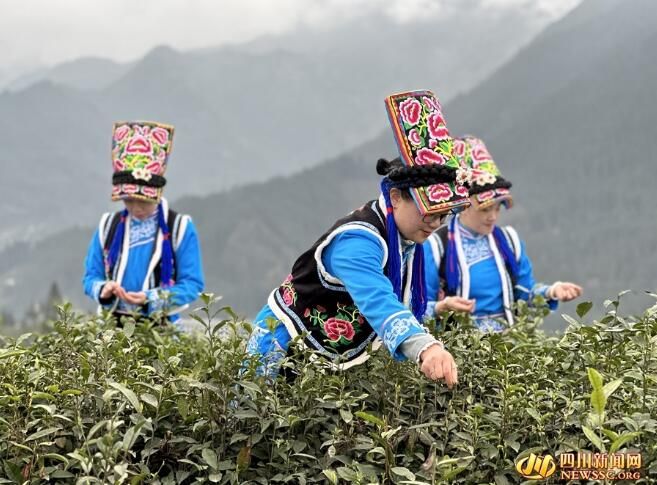 有关于春茶飘香 洪雅茶农采茶忙的新闻(1)